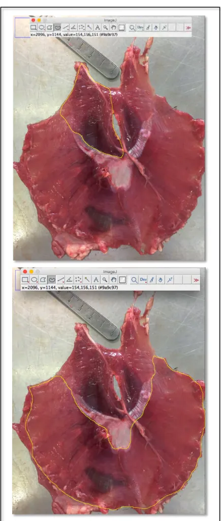 Figure	39	:	Méthode		de	détourage	du	pilier	droit	et	de	la	bande	charnue	périphérique	sur	 la	face	thoracique	du	diaphragme	d'un	chat		