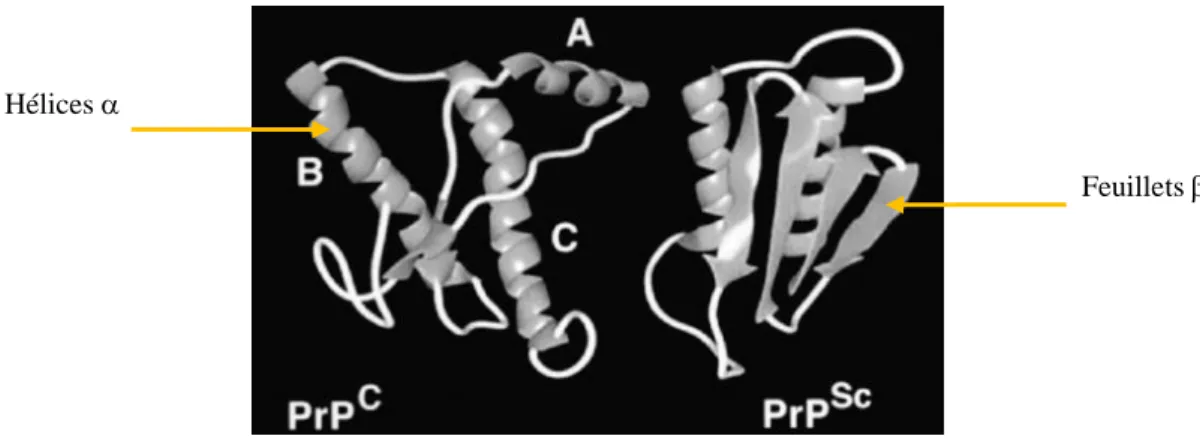 Figure 20. Modèles de conformation de la PrPc et de la PrPsc [79]. 