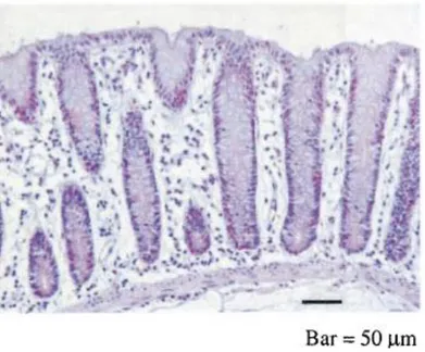 Figure 10 : Coupe histologique de colon chez un macaque rhésus sain (Sestak et al., 2003)