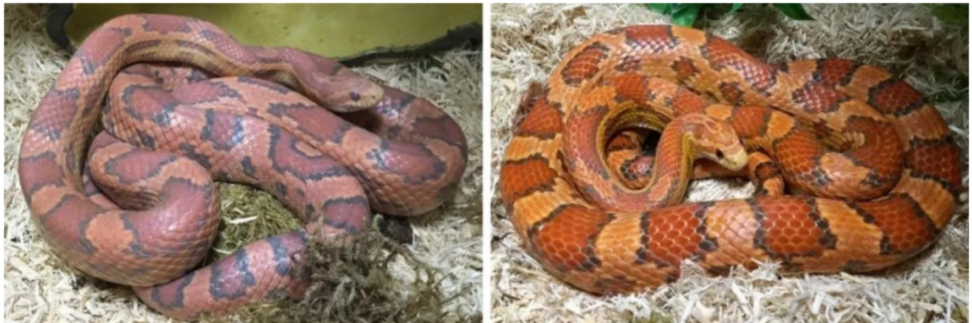Figure 2 : Serpent des blés avant (à gauche) et après (à droite) la mue 