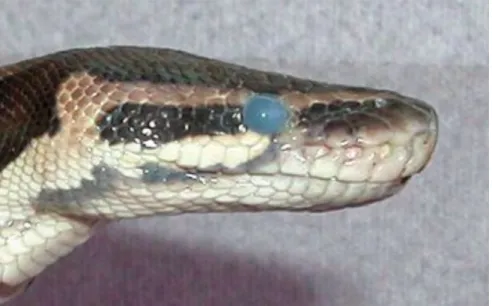 Figure 3 : Teinte bleutée laiteuse de la lunette précornéenne avant la mue