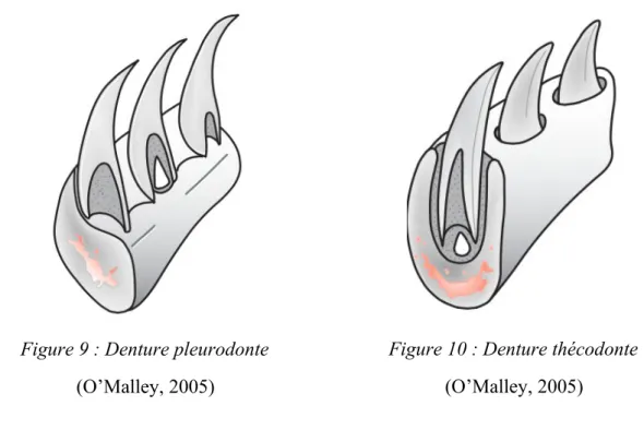 Figure 9 : Denture pleurodonte