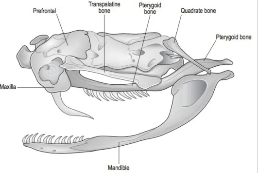 Figure 11 : Crâne de serpent venimeux possédant une paire de crochet placée à l’avant (os maxillaire réduit) 