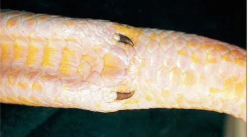 Figure 16 : Eperons pelviens d’un python molure (Python molorus) albinos