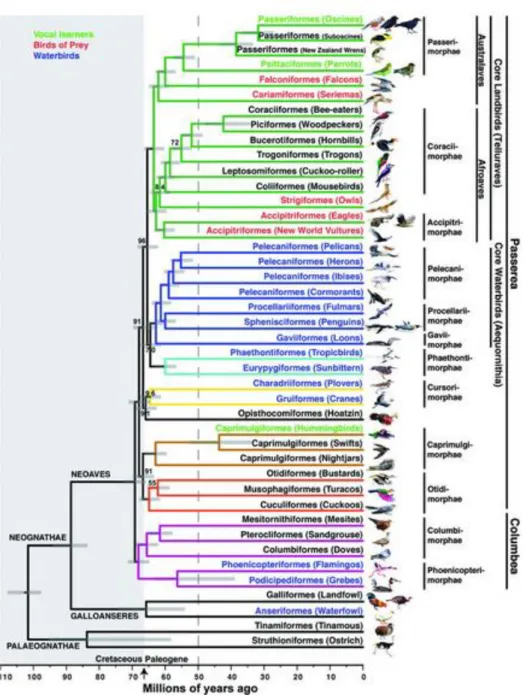Figure 1 : Classification des différentes familles de rapaces parmi les oiseaux [94] 