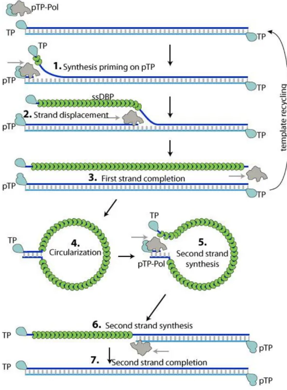 Figure 6 : Etapes de la réplication par déplacement de brin chez les adénovirus [256] 