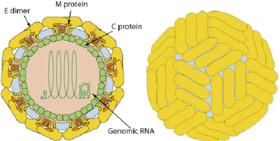 Figure 11 : Structure d’un flavivirus [258] 