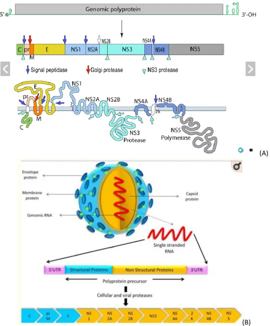 Figure 12 : Correspondance entre la polyprotéine et les différentes protéines qui en sont issues, (A) chez les  flavivirus [258] (B) chez le virus Usutu en particulier [8] 