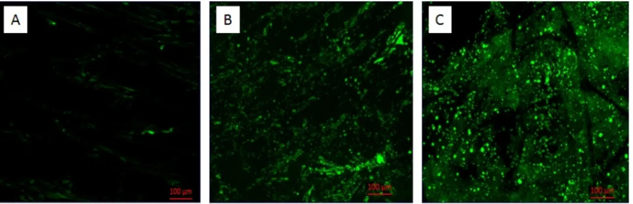 Figure 6. Epifluorescence microscopy images of cross sectioned anodes formed on carbon felt (A), 
