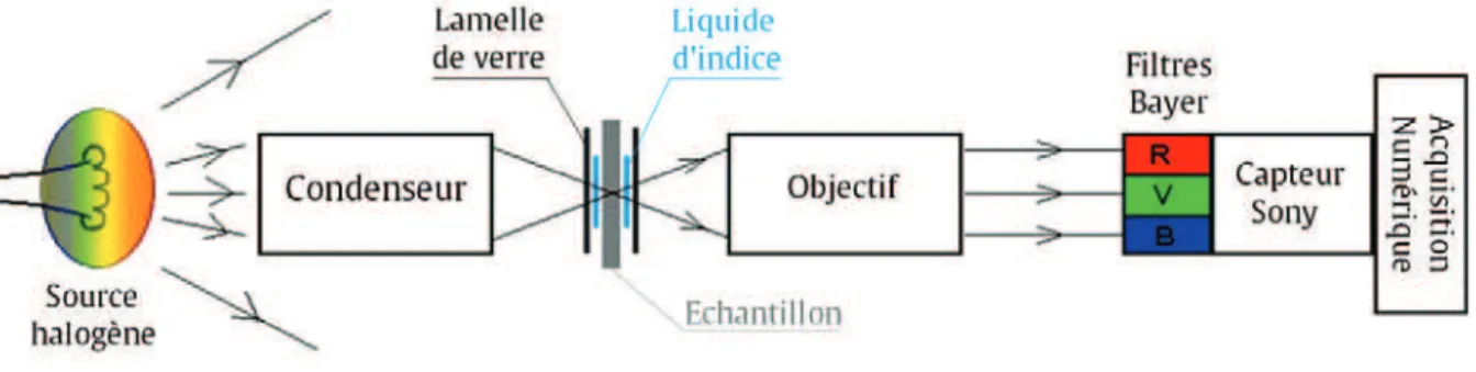 Fig. 2.13  -  Schéma descriptif du dispositif de microscopie optique en transmission 