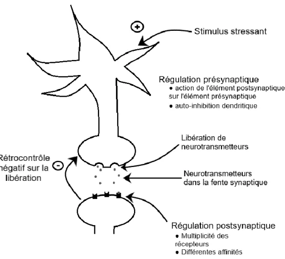 Figure 4 - Mécanisme de régulation présynaptique et postsynaptique