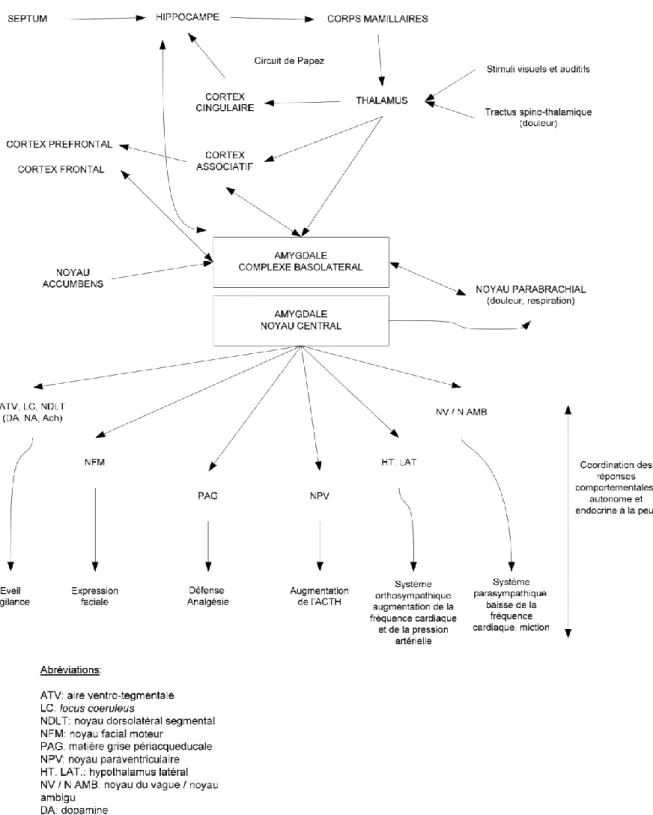 Figure 5 - Représentation schématique de l’organisation des structures impliquées dans l’intégration et  l’induction des états anxieux