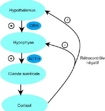 Figure 6 - Mécanisme de régulation de l’axe corticotrope
