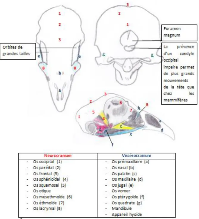Figure 5 : Les os du crâne à partir de (König et al, 2016)