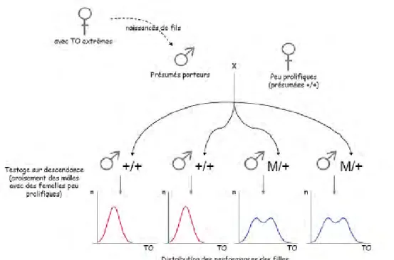 Figure 3: Théorie de l’existence d’un gène majeur, distribution bimodale des performances