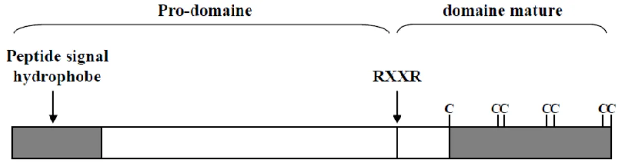Figure 16: Représentation schématique de la structure protéique primaire des BMPs.