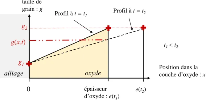 Figure III. 2 : schéma du gradient de taille de grains dans la couche d'oxyde traité dans cette  étude