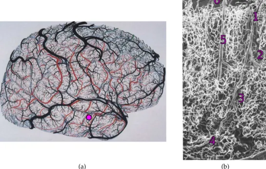 Figure 1.1: The tremendous complexity of the cerebral vascular system. (a) Drawing of the surface (cortical pial) vessels of the right hemisphere