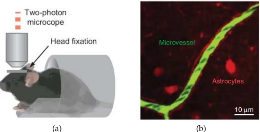 Figure 1.3: In vivo measurement of red blood cell velocity in mouse using two-photon microscopy