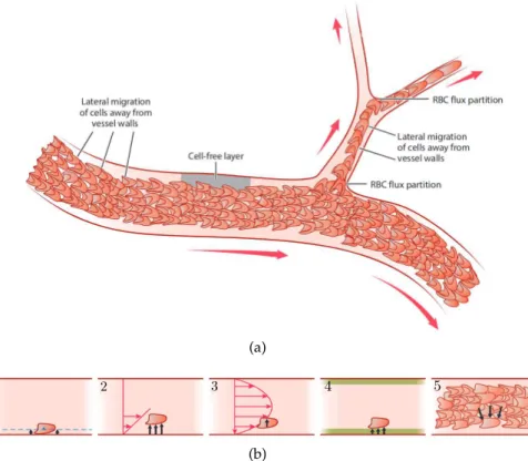 Figure 2.1: The complex rheology of the blood in the microcirculation. (a) Schematics of red blood cells ﬂowing in microvessels, higlighling the existence of a cell-free layer close to the vessel walls and the uneven repartition of red blood cells at bifur