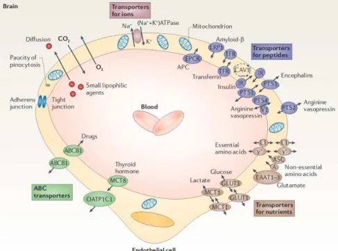 Figure 2.7: The diversity of molecules transported in the cerebral microcirculation. Schematics representing a cross-section of a brain capillary, with a description of various transport mechanisms across the vessel walls