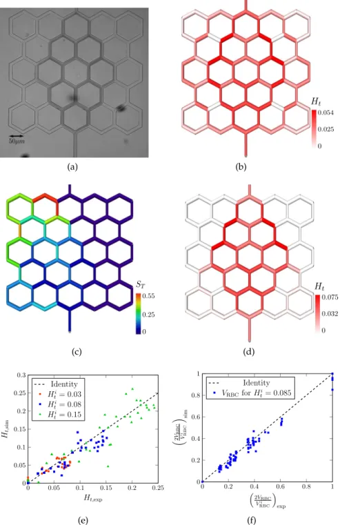 Figure 3.3: Validation of the blood flow model against the in vitro experiments performed by Merlo [ 153 ] 