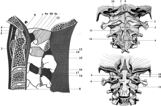 Fig. 1.7  Ligaments du rachis cervical supérieur, gures adaptées d'après Kapandji (1986)