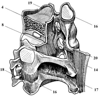 Fig. 1.8  Ligaments du rachis cervical inférieur, gure adaptée d'après Kapandji (1986)