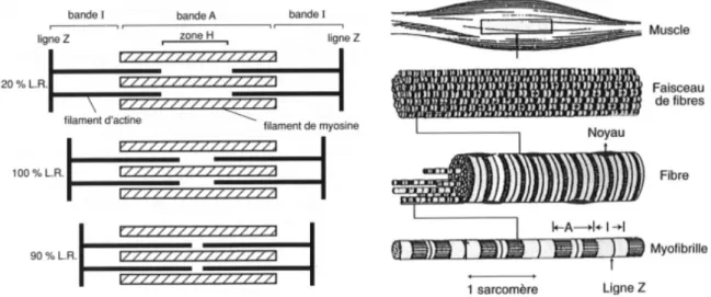 Fig. 1.9  Organisation structurale du muscle, d'après Goubel et Lensel-Corbeil (1998)