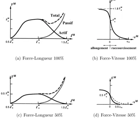 Fig. 3.2  Relation Force-Longueur et Force-Vitesse en fonction du niveau d'activation, d'après Zajac (1989)