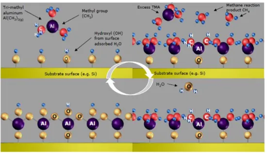 Figure 1.9. Schematic representation of the detailed surface chemistry of Al 2 O 3  ALD  from TMA and H 2 O (Fiji F200 installation and use manual, 2009)