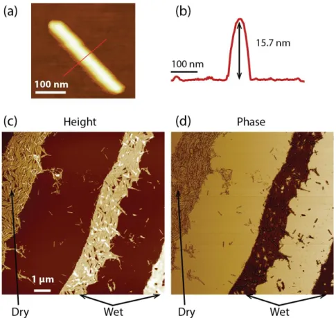 Fig. 2. a) Non-contact AFM of a TMV particle on an oxidized silicon  wafer, after contacting 