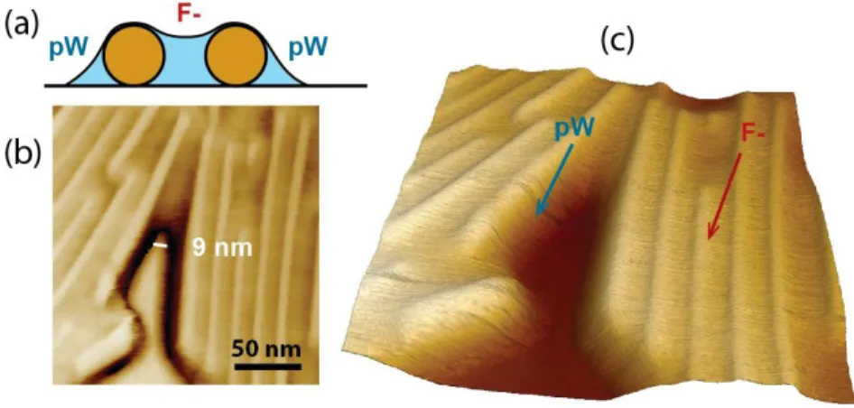 Fig. 3. a) Scheme of the wetting of two contiguous TMV particles with HMIMI.  b) Phase image