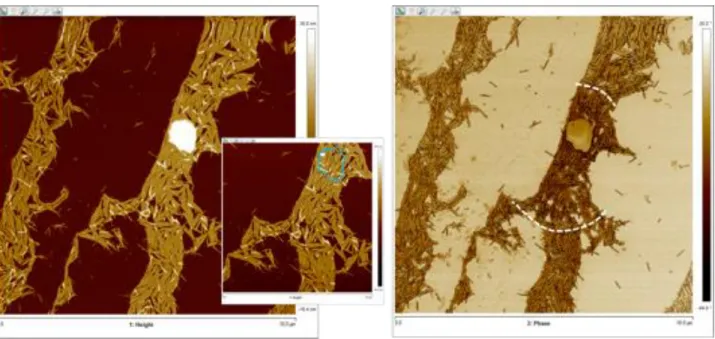 Fig. S3 Left, topography micrograph of hydrophilic  IL HMIMI  droplet deposited on a TMV 