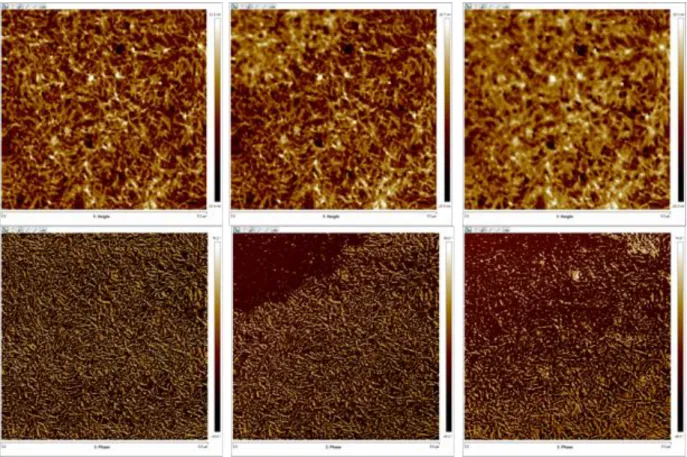 Fig. S4. Top: topographic image of HMIMI  spreading on a dense TMV layer;  Bottom: phase 