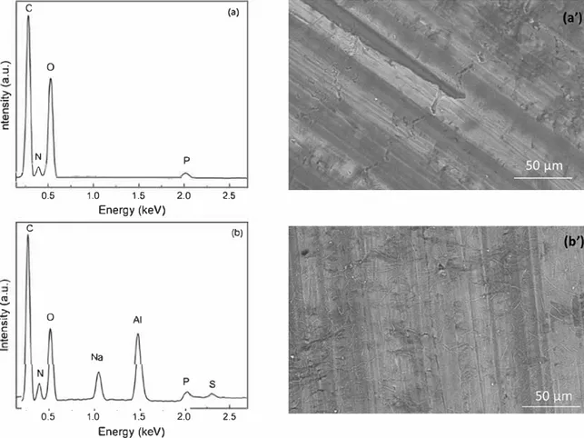 Fig. 9. EDX  analysis and  SEM  observations for the alginate-Pchitosan250  LbL  coating: (a) and (a') before immersion and  (b)  and  (b')  after  48 h  of immersion in the  Na�O4  0.1 M  solution