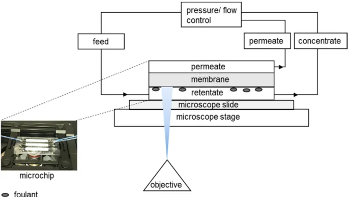 Fig. B2 shows the average number of leukocytes (as percentage of initial value) that are present in the blood after incubation with PES-PVP, PES- PES-SS2 and PES-50 kDa membranes