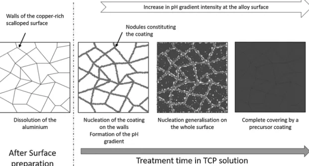 Fig. 11. Schematic describing the formation of the TCP coating during the initial potential drop (Step 1).