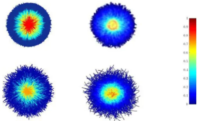 Fig. 6. Comparison between numerical simulations (left col- col-umn) and experiments (right colcol-umn) of ﬁber deformation for rigid regime (top row) and ﬂexible regime (bottom row)