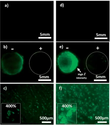 Figure 5. Visualization of skin electroporation. Representative pictures of mouse skin after electropermeabilisation with CTRL-AGsummuri and DWCNT-AG (1 wt
