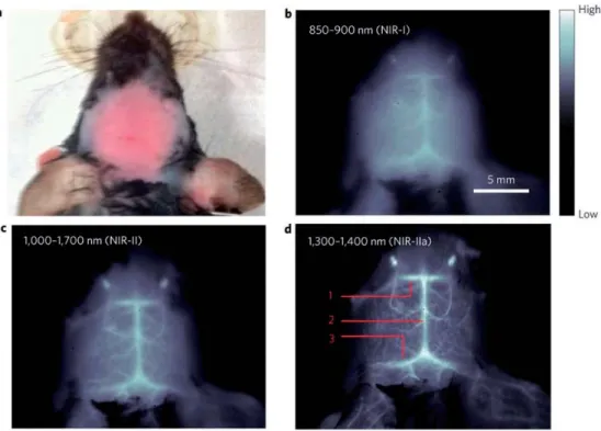 Figure 2. In vivo mouse brain imaging with SWNT–IRDye800 in different Near InfraRed (NIR) sub regions