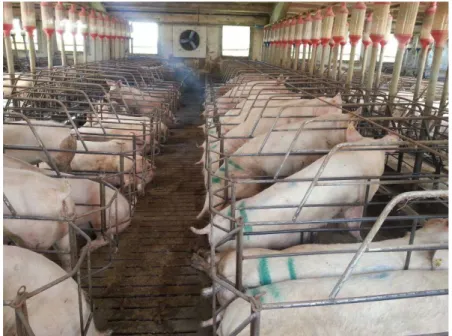 Figure 1: Sows housed in individual crates. Intensive pig farm  located in Zaragoza, Spain, 2014