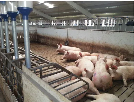 Figure 2: Group-housing system of pregnant sows. Intensive pig farm  located in Zaragoza, Spain, 2014