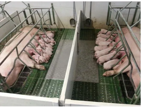 Figure 3: Sows and piglets in farrowing crates. Intensive pig farm located in  Zaragoza, Spain, 2014