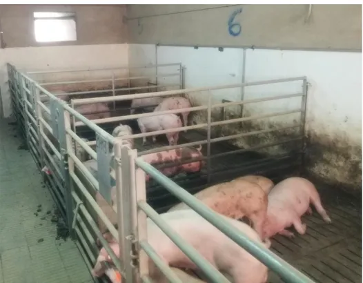 Figure 4: Fattening pigs. Farm located in Catalonia, Spain, 2017. Picture  taken by M