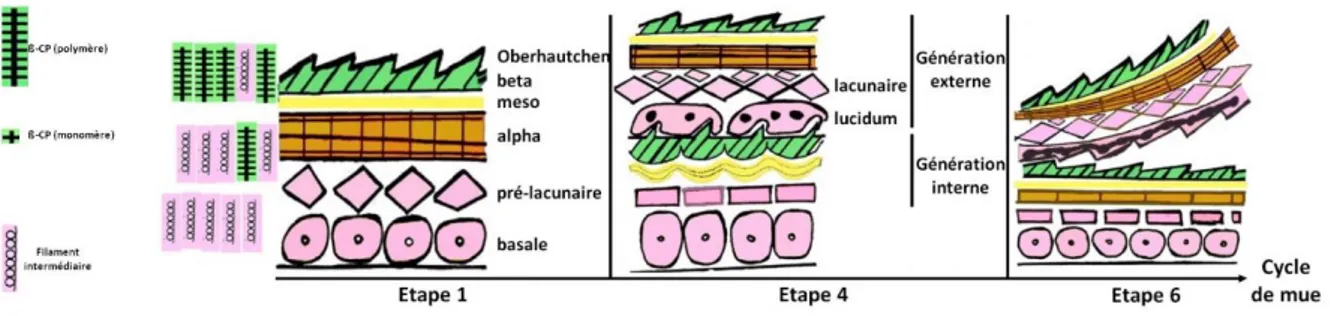 Figure 8: Représentation schématique de la cornéogenèse chez les lépidosauriens (modifié d'après Alibardi, 2013)  Une étude génétique comparative des EDC des sauriens et des ophidiens a permis de montrer  une très grande synténie entre les loci des deux so