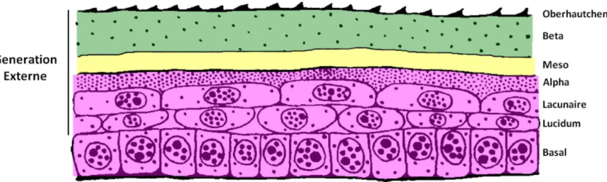 Figure 11: Schéma représentant l'épiderme à la fin de l'étape de repos (d'après Maderson, 2010, modifié) 