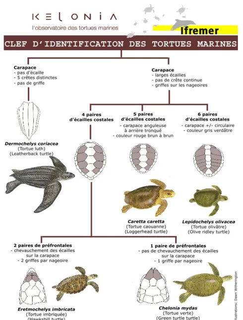 Figure 4 : Critères anatomiques utilisés pour la diagnose des cinq  espèces de tortues marines présentes dans l’océan Indien (adapté  de Wyneken, J.et D