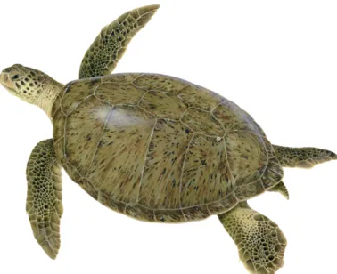 Figure 5 : Illustration d’une femelle tortue verte adulte (©  D. Witherington) 
