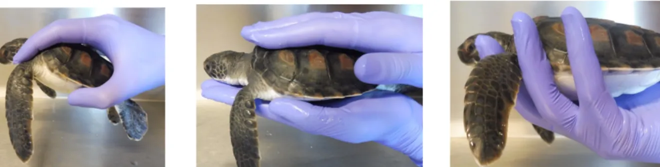 Figure 13: Les différentes techniques de contention des tortues marines nouveau-nés ( ã  Laura  Hebrard) 